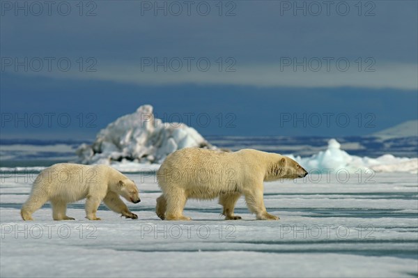 Polar bears