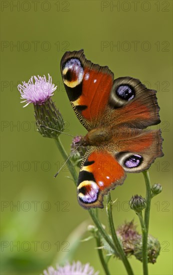 European peacock