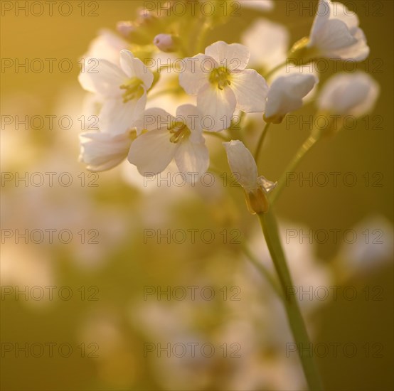 Cuckoo flower