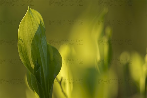 Lily of the valley