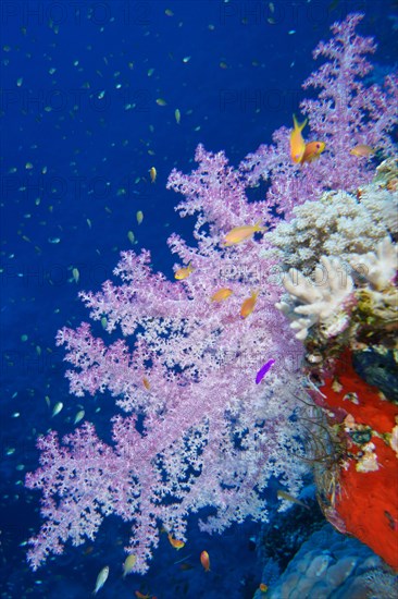 Hemprich's tree coral