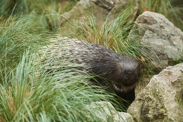 Old World porcupines