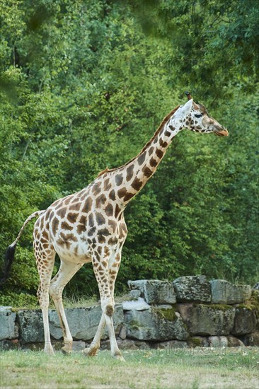 Reticulated giraffe