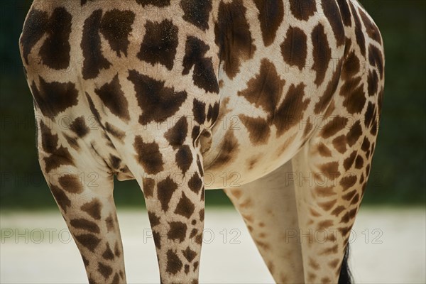 Feet of a Reticulated giraffe