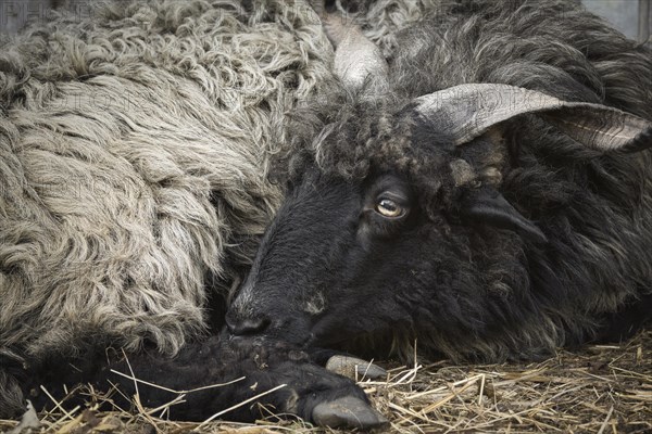 Portrait of a black Hungarian Racka sheep
