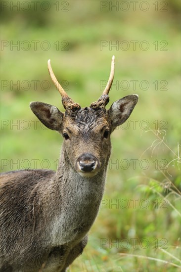 Fallow deer