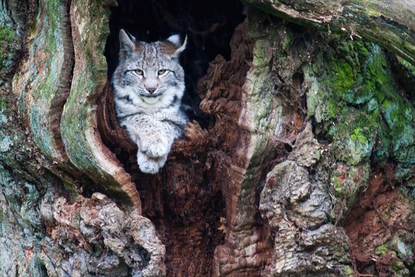 Eurasian lynx