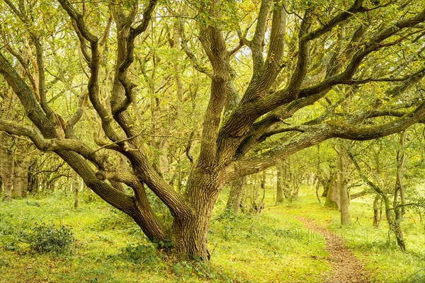 Oak forest and a narrow path