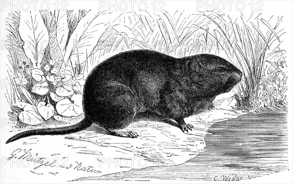 Nutria