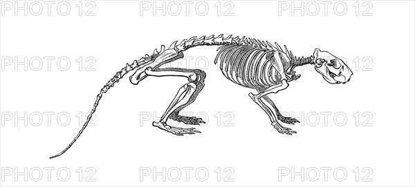 Skeleton of the cane rat