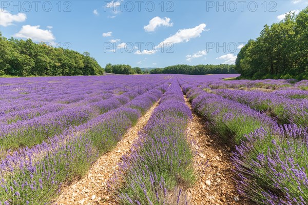 Lavender fields in bloom in Provence. Pays de Sault