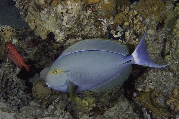 Black surgeonfish