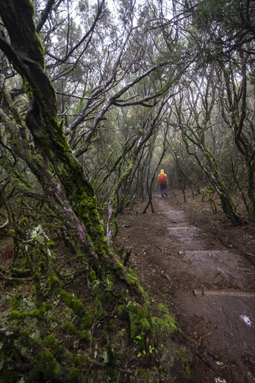 Hiker in dense forest