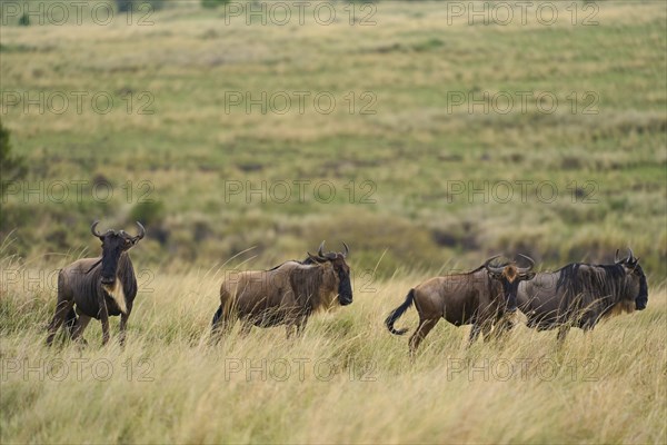 Blue wildebeests