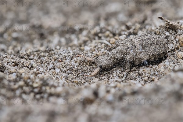 European ant lion