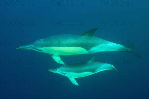 Short-beaked common dolphin