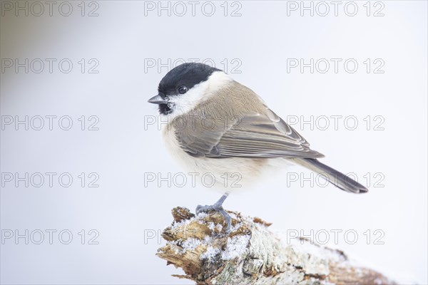 Marsh Tit