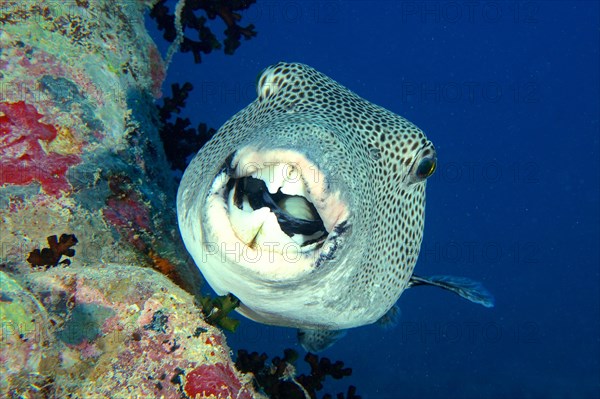 Portrait of star puffer