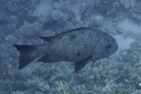 Black and white snapper