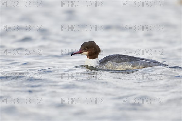 Goosander