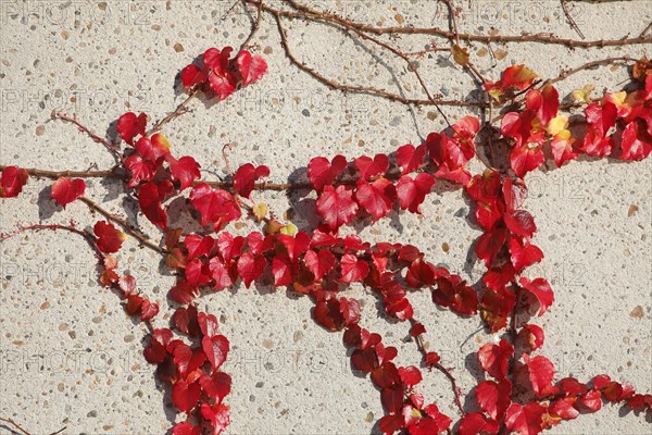 Red discoloured wild vine on a house wall