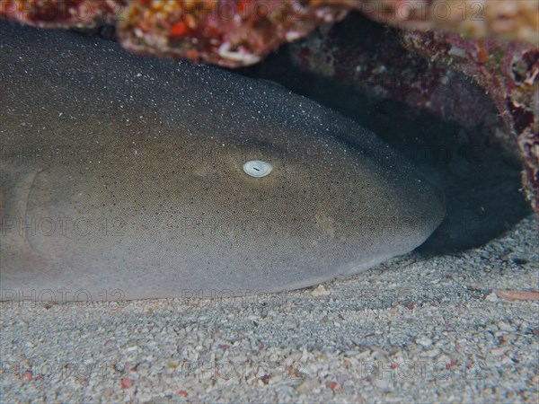 Close-up of Atlantic nurse shark
