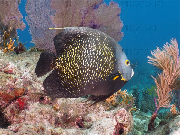 French angelfish