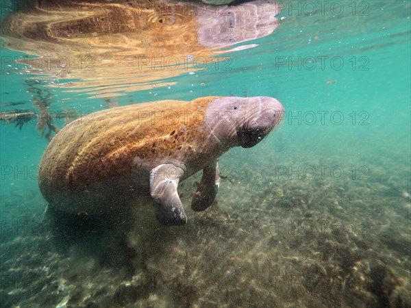 West indian manatee