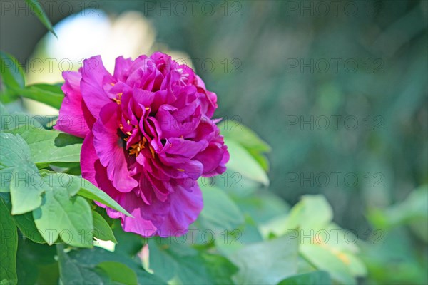 Beautiful bright pink Chinese peony flower in full bloom in early spring on blurry leaf background