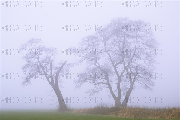 Tree in the fog