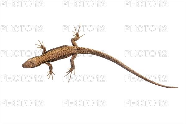 Sand lizard