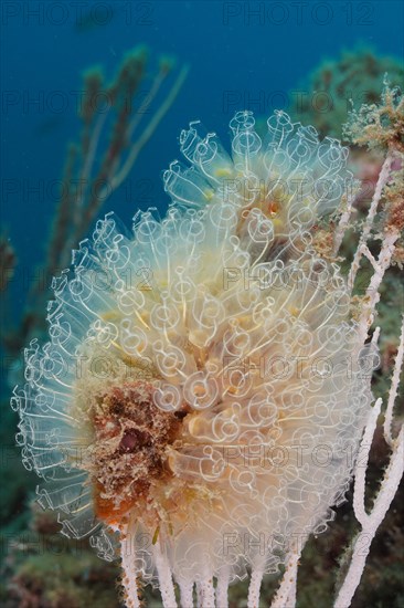 Translucent sea squirt