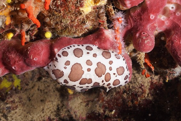 Leopard snail