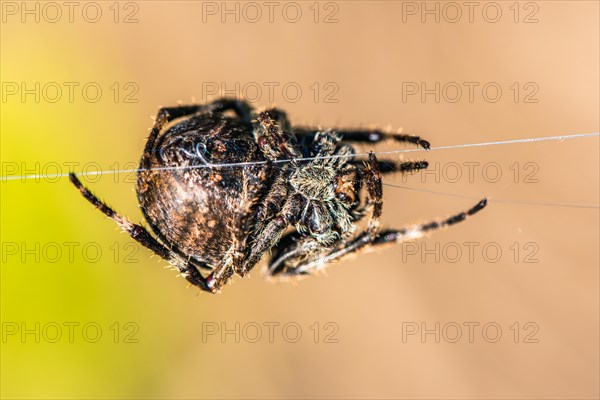 Gorse Orb-weaver