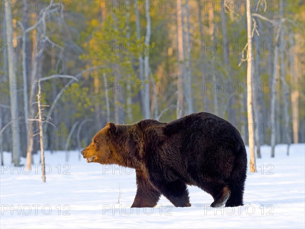 European brown bear