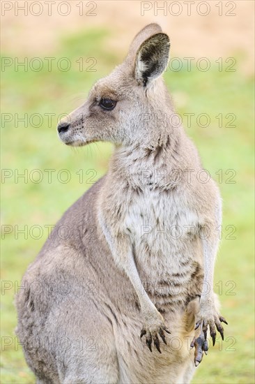 Eastern grey kangaroo