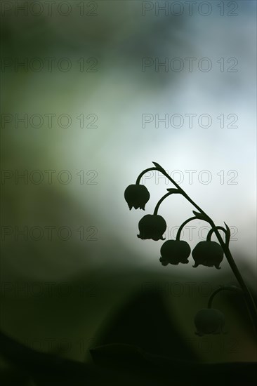 Lily of the valley