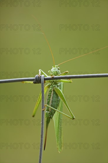 Great green bush cricket