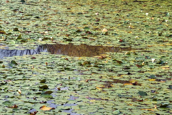 Water lilies in the monastery pond