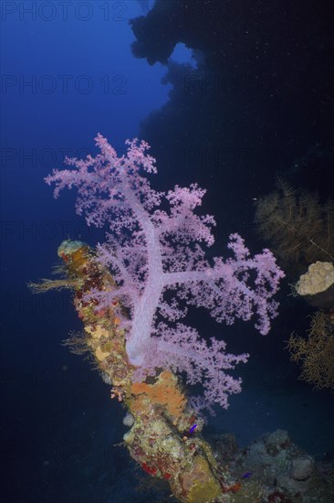 Hemprich's tree coral Dendronephthya hemprichi