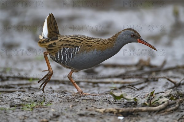 Water rail