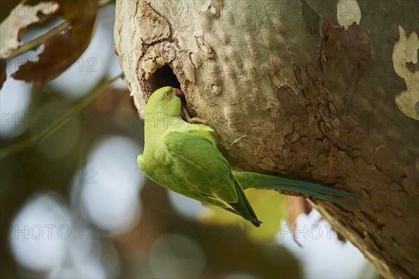 Monk parakeet