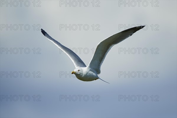 Yellow-legged gull