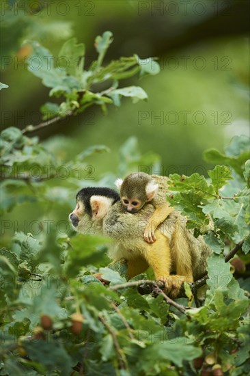 Common squirrel monkey