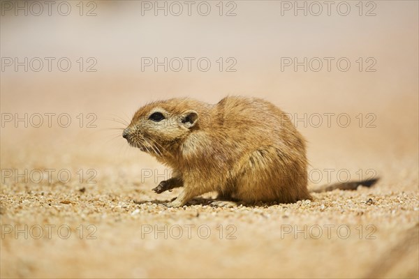 Fat sand rat