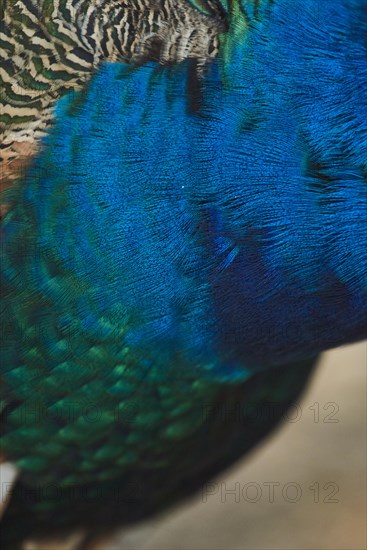 Close-up of the Feathers of an Indian peafowl