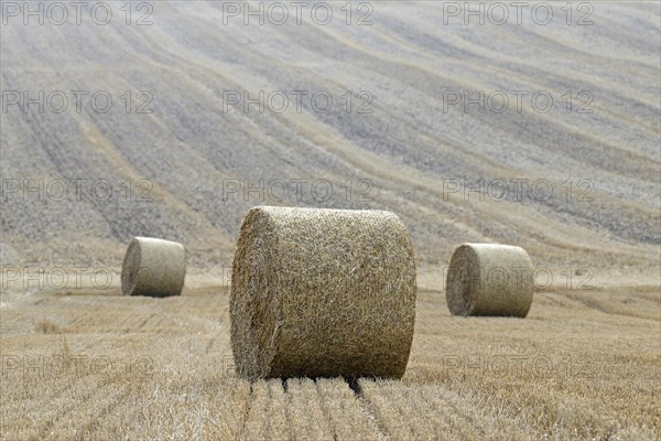 Grain field