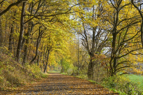 Path in autumn forest