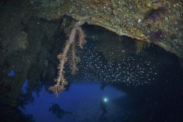 Hemprich's tree coral