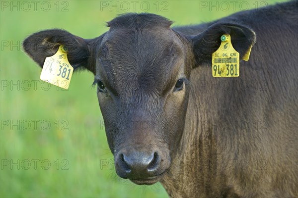 Domestic cattle